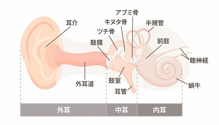 耳管（じかん）の働き