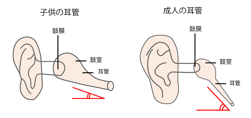 こどもの「耳管（じかん）」と大人の「耳管（じかん）」